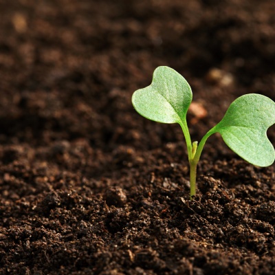 Learn about biostimulants